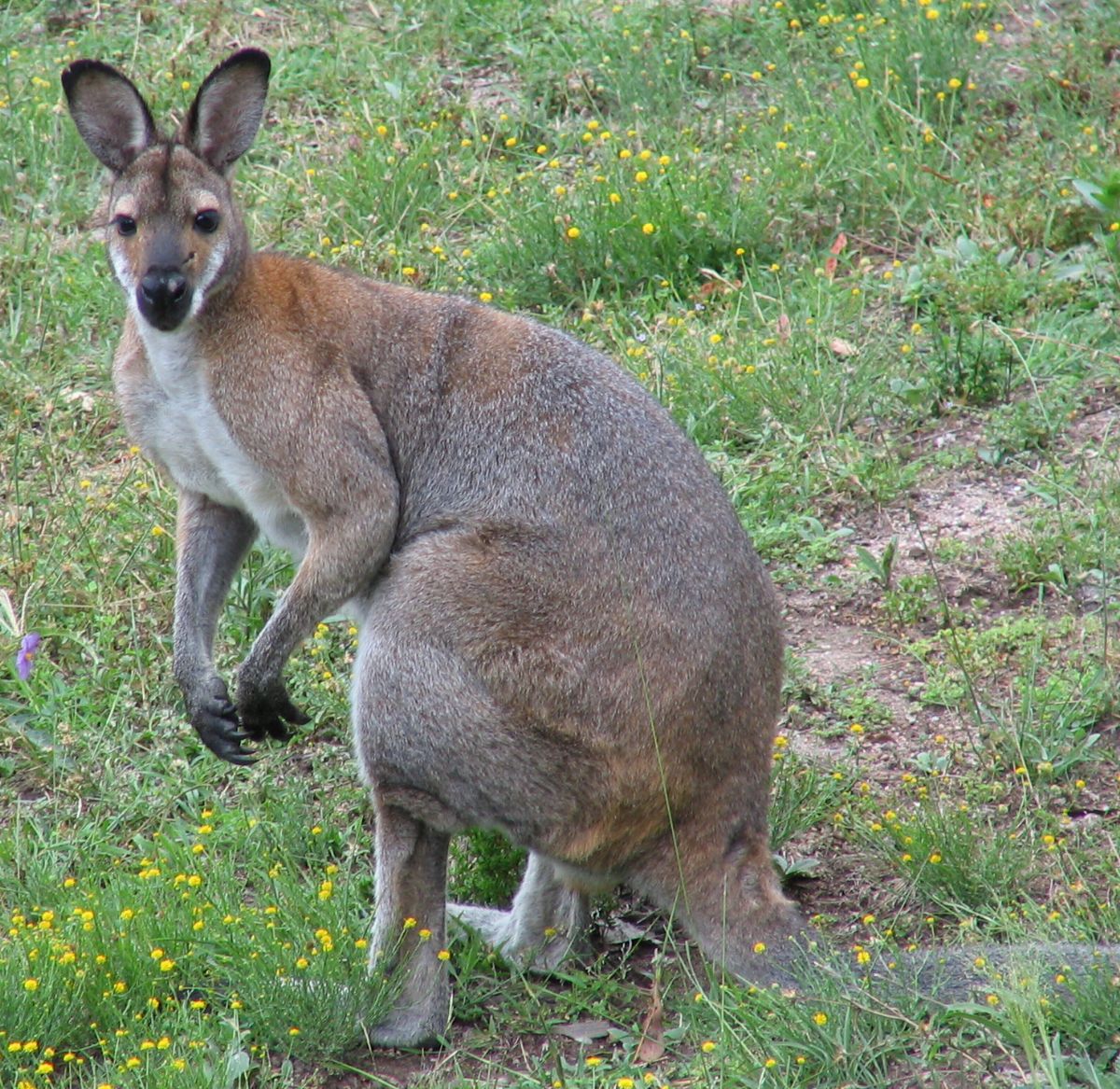 http://www.mark-ju.net/wildlife/images/australia/marsupial01.jpg