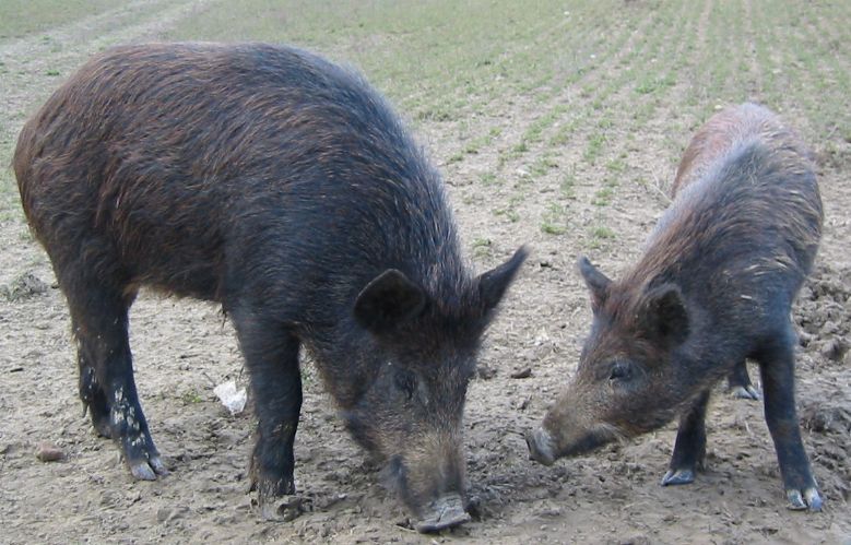 boars.jpg