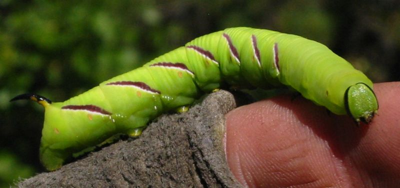 This is a privet hawk moth caterpillar