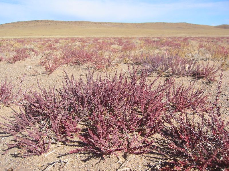 Plants - Gobi Desert